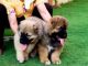 Caucasian Shepherd Puppies for sale in Austin, TX, USA. price: $600