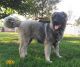 Caucasian Shepherd Puppies for sale in College Park, MD 20740, USA. price: NA