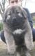 Caucasian Shepherd Puppies for sale in Topeka, KS, USA. price: NA