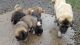 Caucasian Shepherd Puppies for sale in Washington, DC, USA. price: NA
