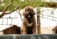 Caucasian Shepherd Puppies for sale in California St, San Francisco, CA, USA. price: $300