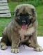 Caucasian Shepherd Puppies for sale in Warrenton, VA, USA. price: NA