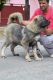 Caucasian Shepherd Puppies for sale in Columbus, OH, USA. price: NA