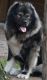 Caucasian Shepherd Puppies for sale in Troy, OH 45373, USA. price: NA