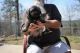 Caucasian Shepherd Puppies for sale in Hartshorne, OK 74547, USA. price: NA
