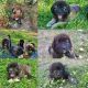 Caucasian Shepherd Puppies for sale in Spirit Lake, ID 83869, USA. price: $2,500