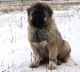 Caucasian Shepherd Puppies for sale in Standish, MI 48658, USA. price: $2,250