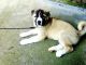 Caucasian Shepherd Puppies for sale in Montrose, CA 91020, USA. price: NA