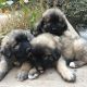 Caucasian Shepherd Puppies for sale in Pollock Pines, CA 95726, USA. price: NA