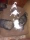 Caucasian Shepherd Puppies for sale in Darby, MT 59829, USA. price: $1,500