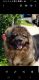 Caucasian Shepherd Puppies for sale in Hillside, NJ 07205, USA. price: NA