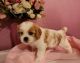 Cava Tzu Puppies for sale in Sacramento, CA, USA. price: $850