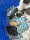 Cava Tzu Puppies for sale in Norfolk, VA, USA. price: $2,000