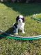 Cava Tzu Puppies for sale in Milwaukee County, WI, USA. price: $1,100