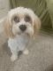 Cavachon Puppies for sale in Newport News, VA, USA. price: $2,500