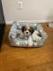 Cavachon Puppies for sale in Westland, MI, USA. price: $1,500