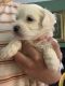 Cavachon Puppies for sale in Warren, MI, USA. price: $1,100