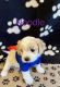Cavachon Puppies for sale in Belleville, MI 48111, USA. price: $1,400