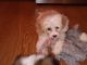 Cavachon Puppies for sale in West Branch, MI 48661, USA. price: $600