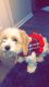 Cavachon Puppies for sale in West Des Moines, IA, USA. price: $500