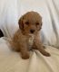 Cavachon Puppies for sale in Clovis, CA 93619, USA. price: $800