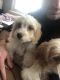 Cavachon Puppies for sale in Oberlin, OH 44074, USA. price: $880