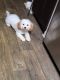Cavachon Puppies for sale in Coral Springs, FL, USA. price: $4,000
