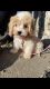 Cavachon Puppies for sale in Camillus, NY 13031, USA. price: $2,750