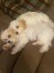 Cavachon Puppies for sale in Littlestown, PA 17340, USA. price: $2,000