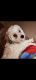 Cavachon Puppies for sale in Swatara, PA 17111, USA. price: $500