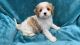 Cavachon Puppies for sale in King William County, VA, USA. price: $1,700