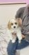 Cavachon Puppies for sale in Middlesex, NJ 08846, USA. price: $1,500