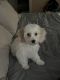 Cavachon Puppies for sale in Monroe, NY 10950, USA. price: NA