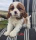 Cavachon Puppies for sale in Coshocton, OH 43812, USA. price: $800