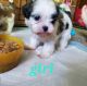 Cavachon Puppies for sale in Warren, MI, USA. price: $900