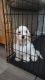 Cavachon Puppies for sale in Pinellas County, FL, USA. price: $2,000