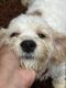 Cavachon Puppies for sale in Kennesaw, GA, USA. price: NA