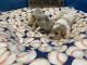 Cavachon Puppies for sale in Ellenville, NY, USA. price: $2,300
