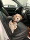 Cavachon Puppies for sale in Spotsylvania County, VA, USA. price: $1,200