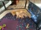 Cavachon Puppies for sale in Belleville, MI 48111, USA. price: $1,500