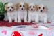 Cavachon Puppies for sale in Daytona Beach, FL, USA. price: $700