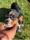 Cavachon Puppies for sale in Columbia, MD, USA. price: $500