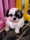 Cavachon Puppies for sale in Warren, MI, USA. price: $950