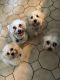 Cavachon Puppies for sale in Upper St Clair, PA, USA. price: NA
