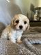 Cavachon Puppies for sale in Carlton, GA 30627, USA. price: $16,951,900