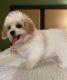 Cavachon Puppies for sale in North Arlington, NJ 07031, USA. price: $4,000