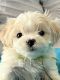 Cavachon Puppies for sale in Upper St Clair, PA, USA. price: $1,000