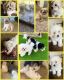 Cavachon Puppies for sale in Arlington, TX, USA. price: NA
