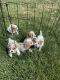 Cavachon Puppies for sale in Springboro, OH, USA. price: NA