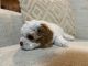 Cavachon Puppies for sale in St Cloud, FL, USA. price: NA